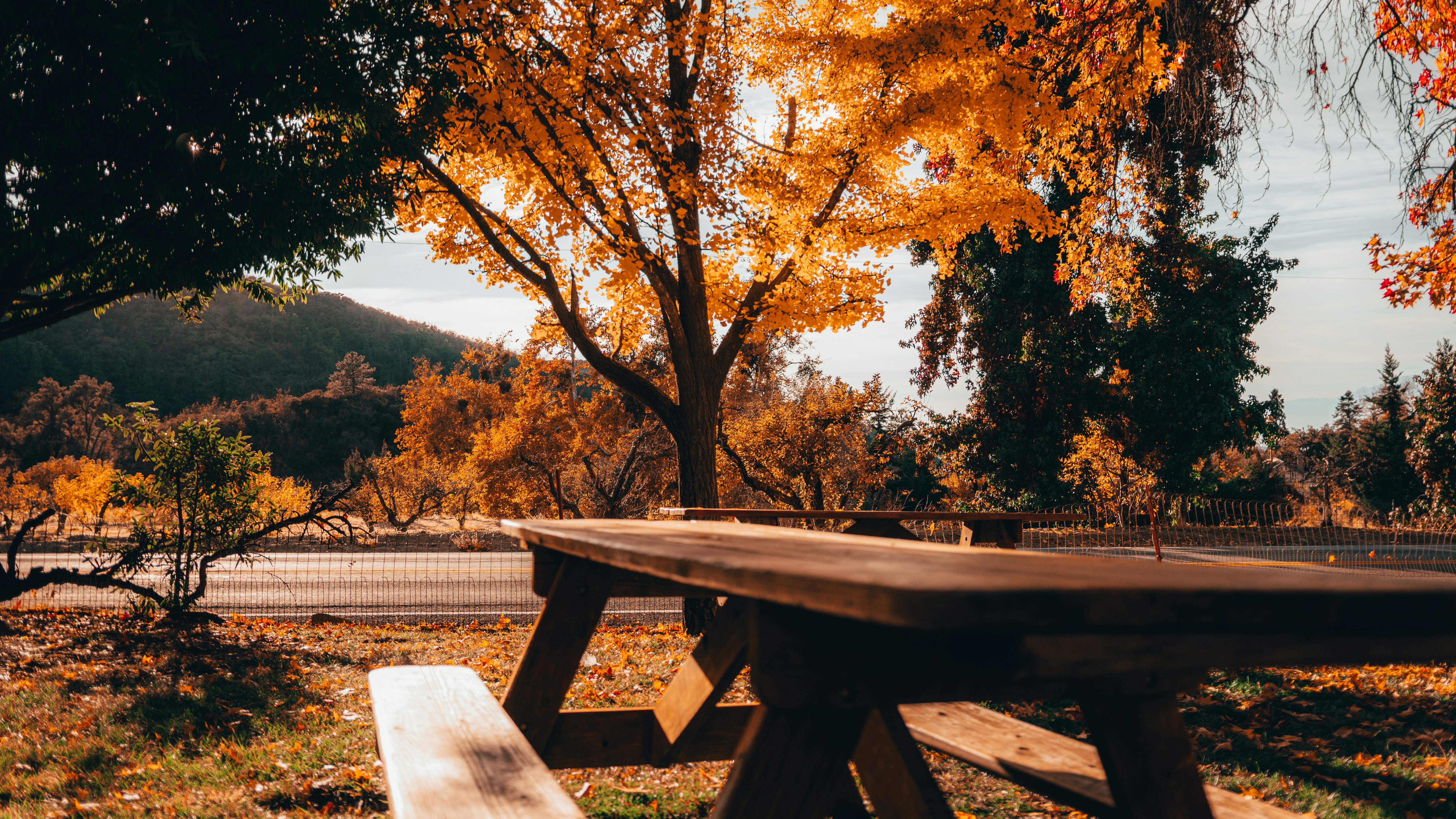 Trees and bench in fall